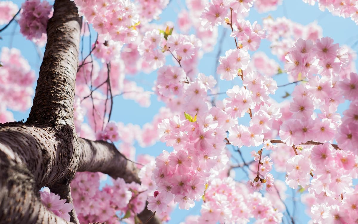 Bild von Vokalensemble Sakura