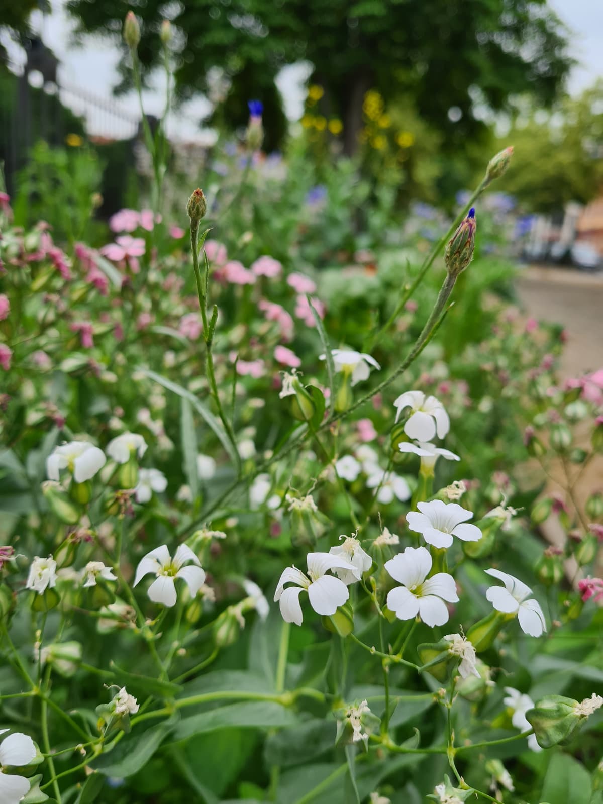 Bild von Bürger:Beete