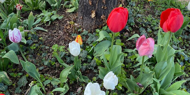 Stadtgrün schützen